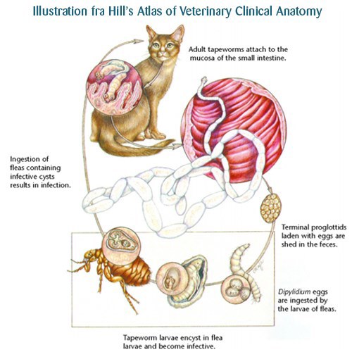 Bændelorm hos kat - Netdyredoktor - Hill's Atlas of Veterinary Clinical